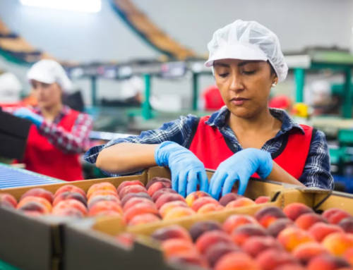 Chile alcanza un récord histórico en exportación de frutas frescas