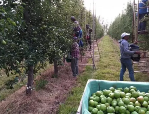 Fuerte caída de la exportación de la fruta rionegrina: la explicación oficial sobre los motivos
