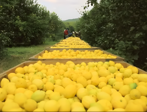 El limón, en crisis: por caída de precios y menor demanda, este año se exportaría la mitad que en 2023