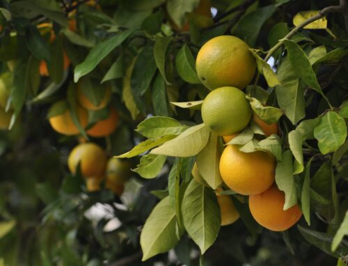 Valencia: Crece el interés por las naranjas en la búsqueda de cosechas online